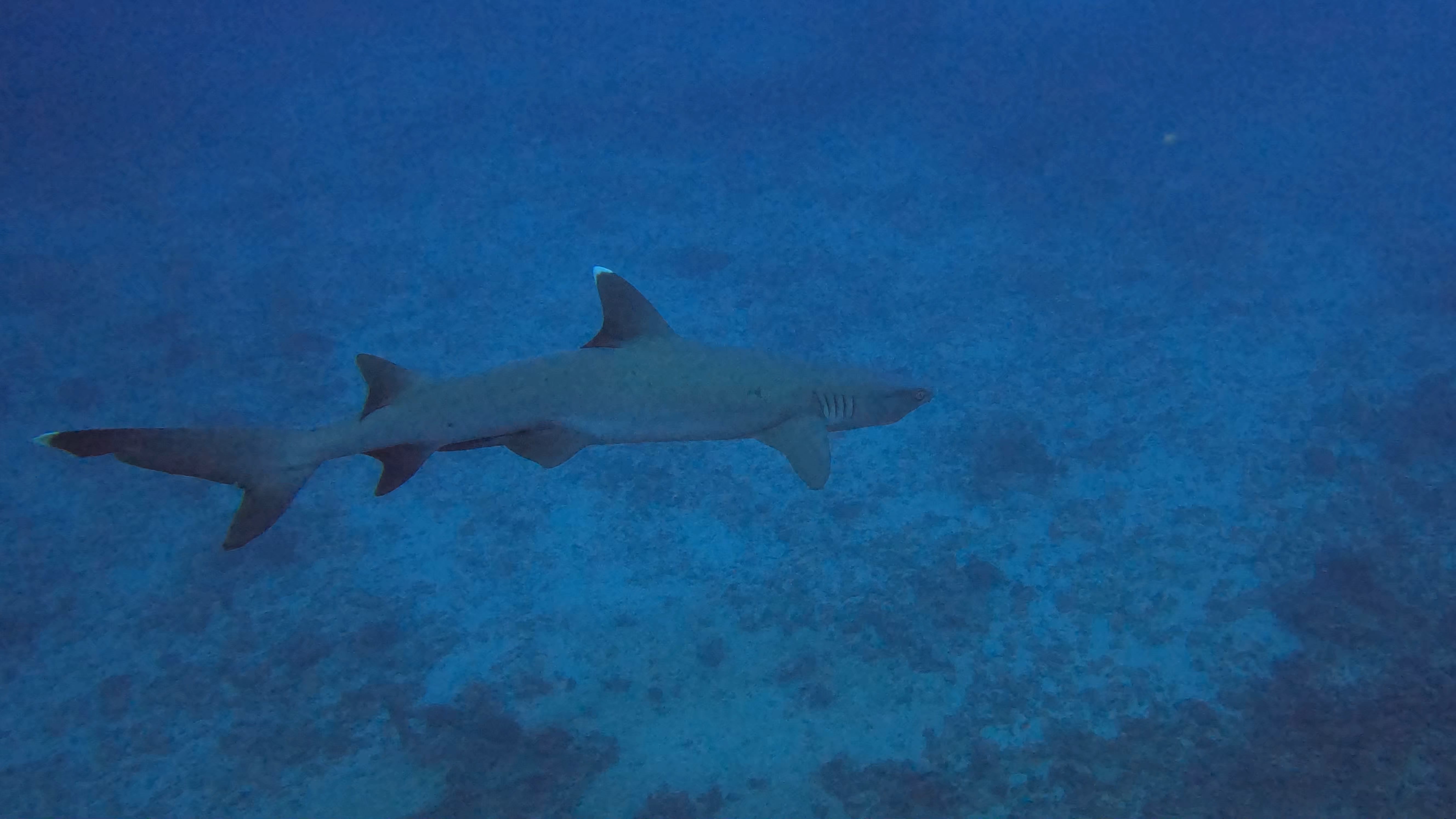 Dive Photo 16